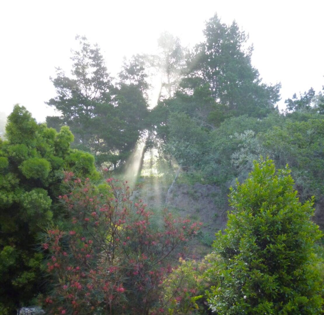 A tree with smoke coming out of it.